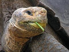 
At the Darwin Research Station in Puerto Ayora we were able to see the Galapagos tortoise whose enormous saddle-shaped shell gave the islands their name. The Spanish word 'galapago' means 'saddle'. This saddle-shaped species of tortoise evolved so it could stretch its neck to eat high vegetation.
